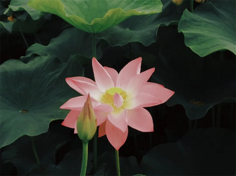 202212161671171798824750.jpg 640 (7).jpg